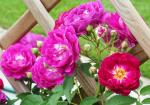 Rosengarten Zweibrücken®   Kletterrose